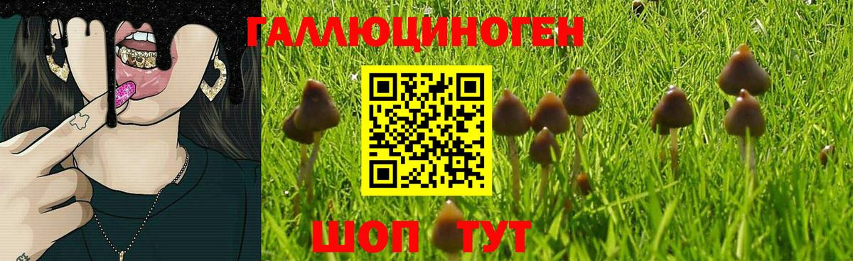 Геленджик  Галлюциногенные грибы Psilocybe  Вход с VPN 